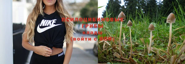 крисы Аркадак